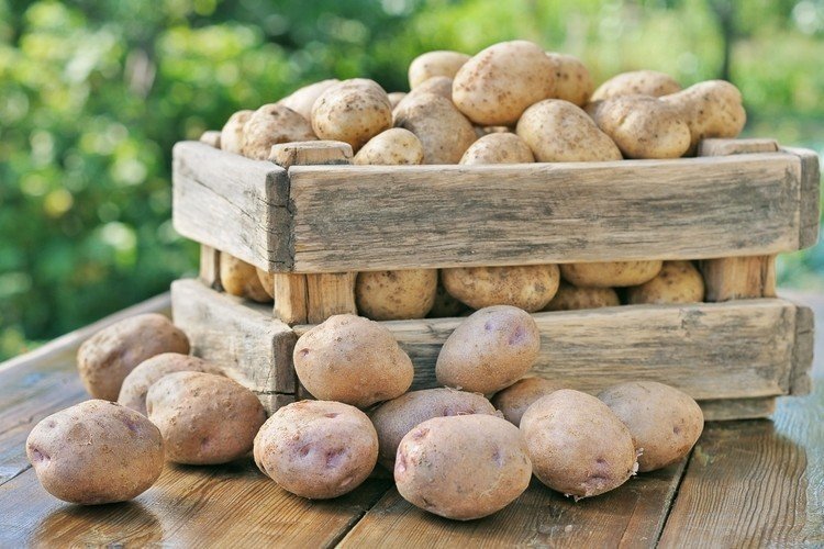 Картофель сорт репанка
