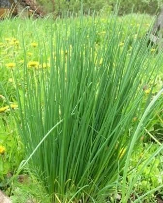 Ситник трава болотная
