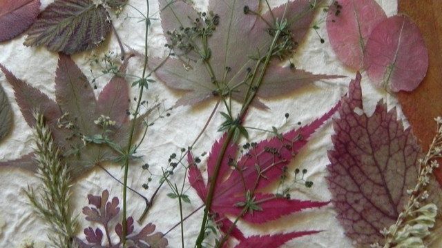 Как быстро высушить листья для гербария в духовке, микроволновке, утюгом? Как высушить листья для поделок за 1 день? Как высушить листья, букет цветов домашних условиях