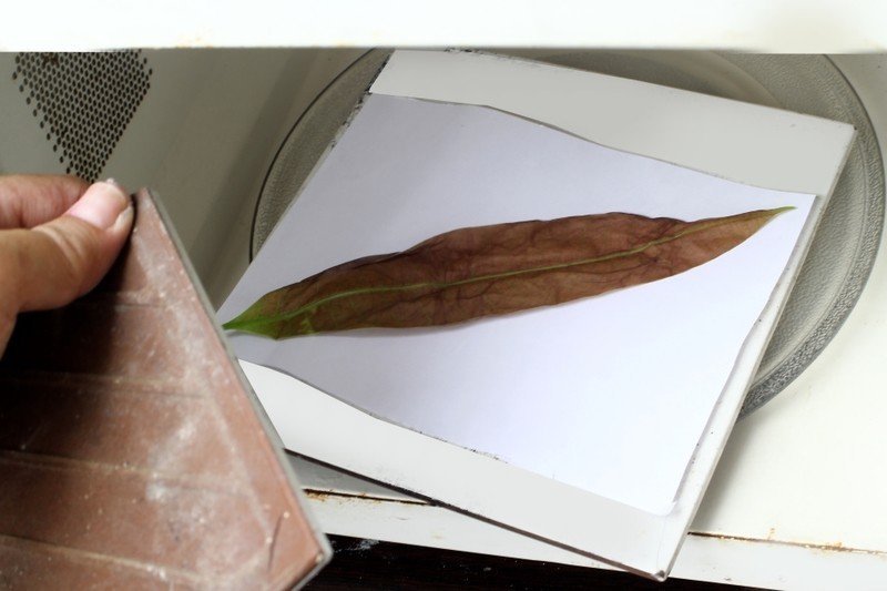 Сушка листьев для гербария