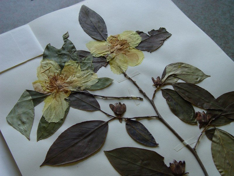 Засушенные листья гербарий