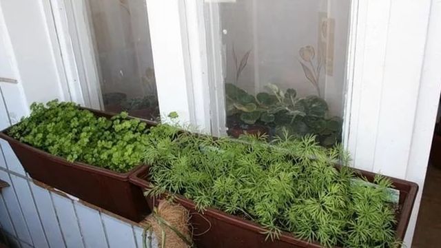 Что посадить из зелени на балконе